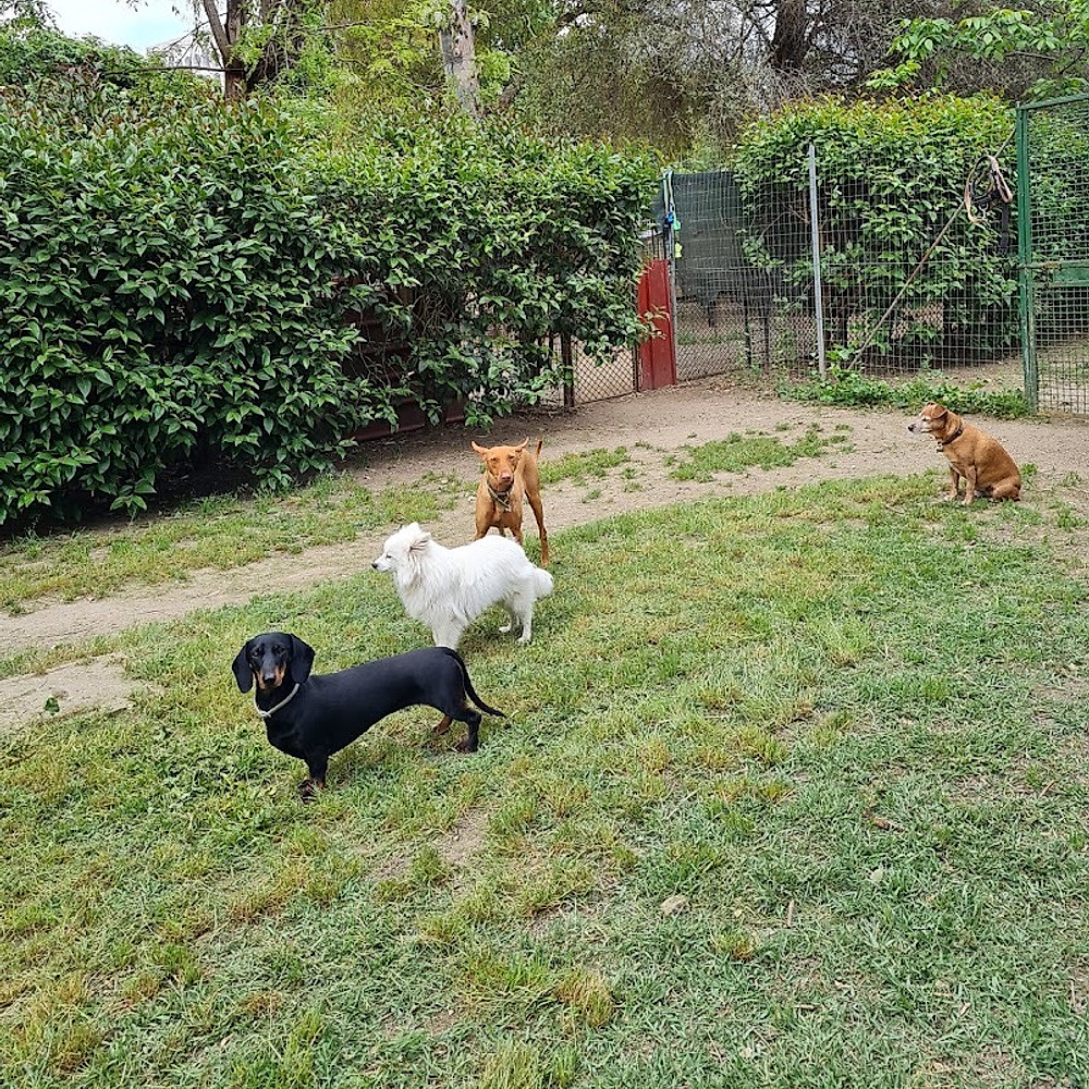 Cani ospiti insieme nell'area verde