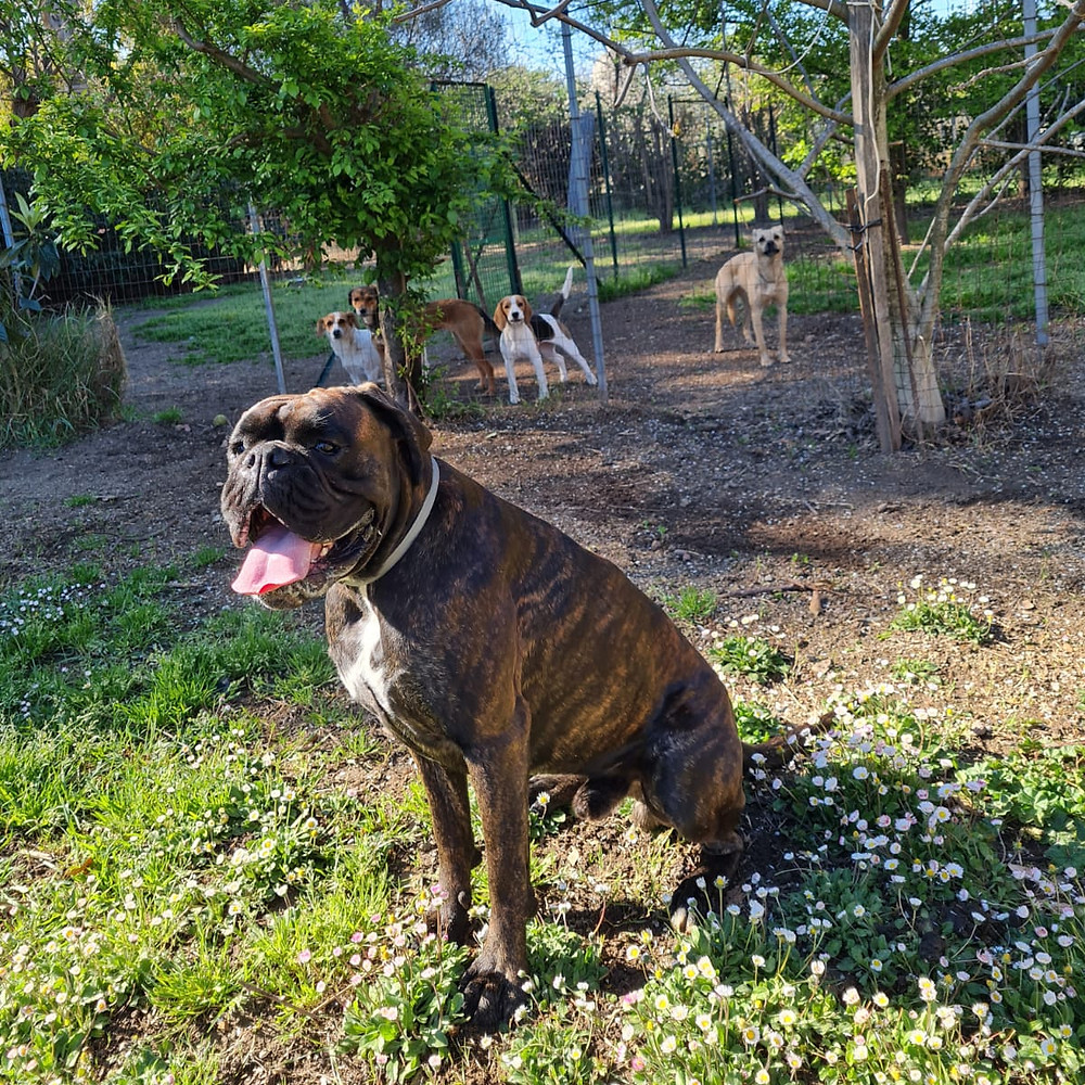 Un boxer ospite della struttura