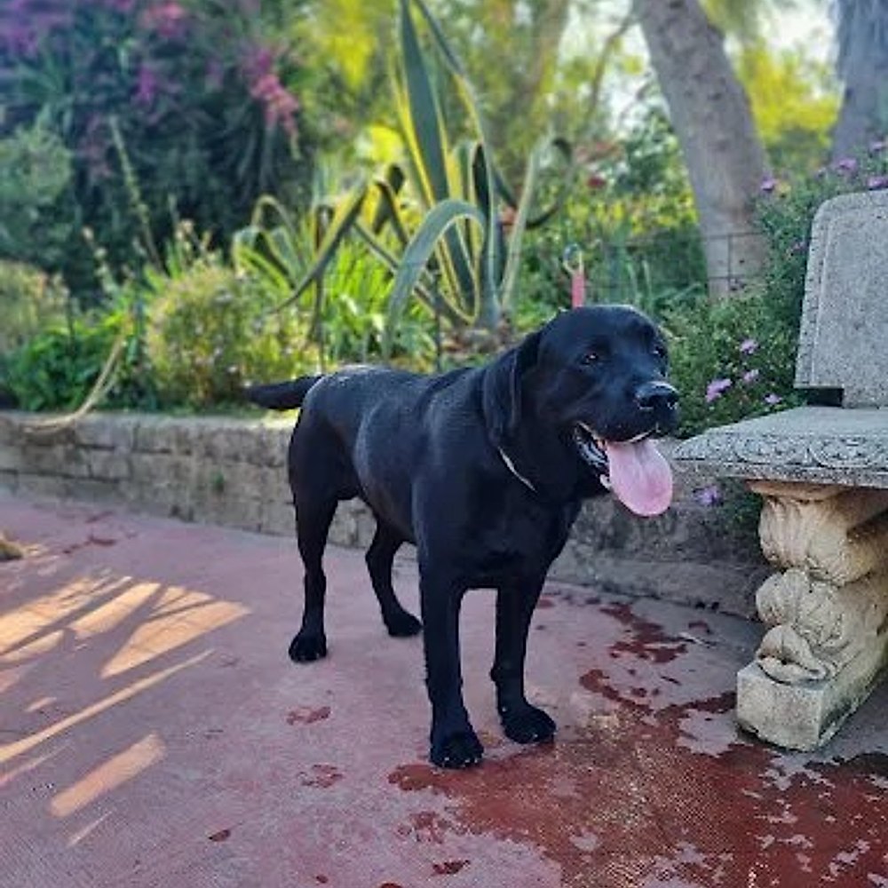 Un cane della struttura