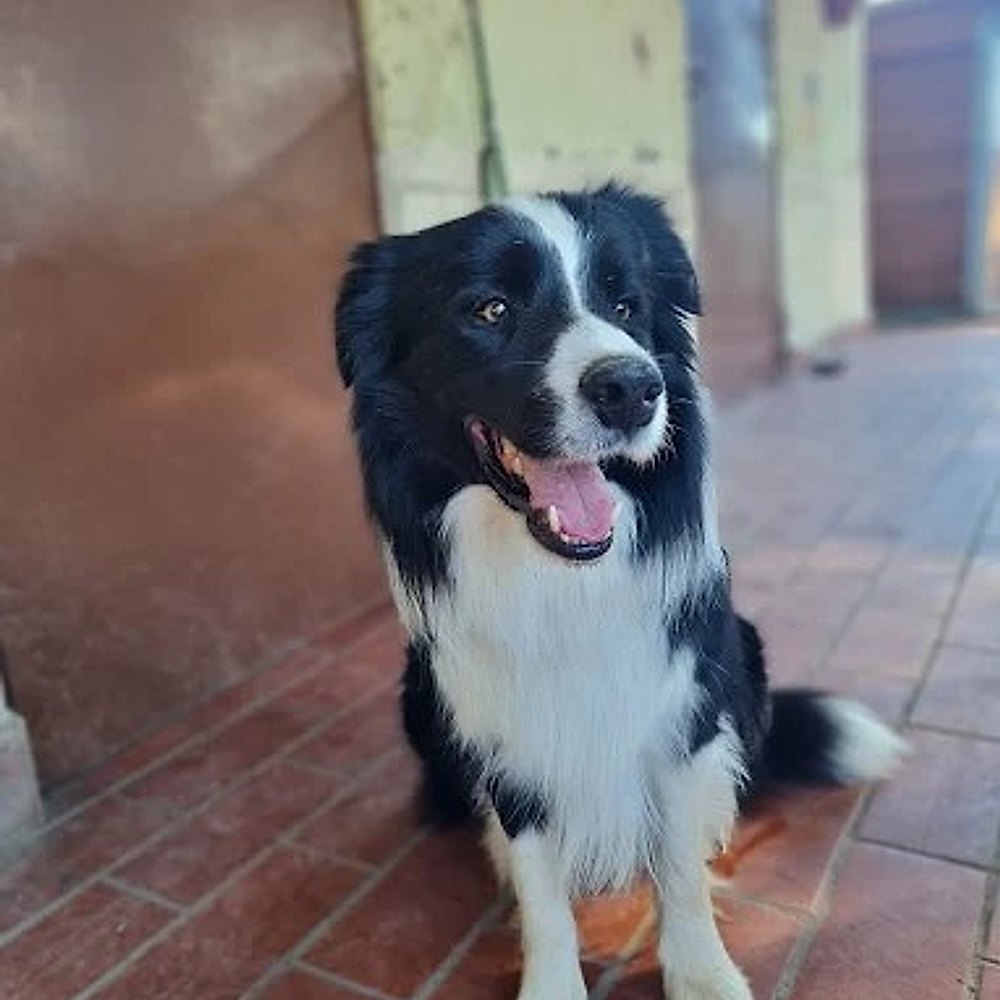 Due cani ospiti insieme