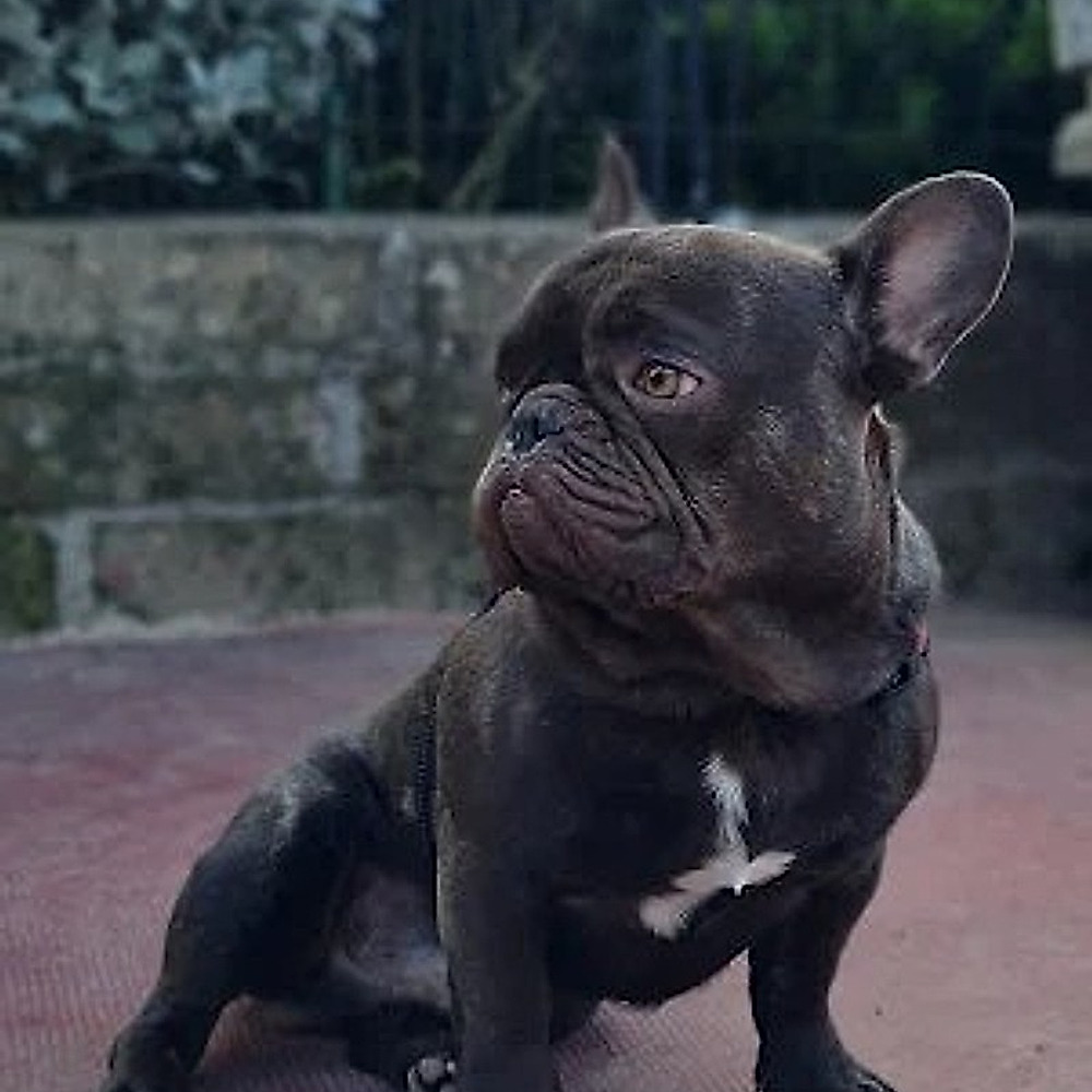 Un cane nel parco