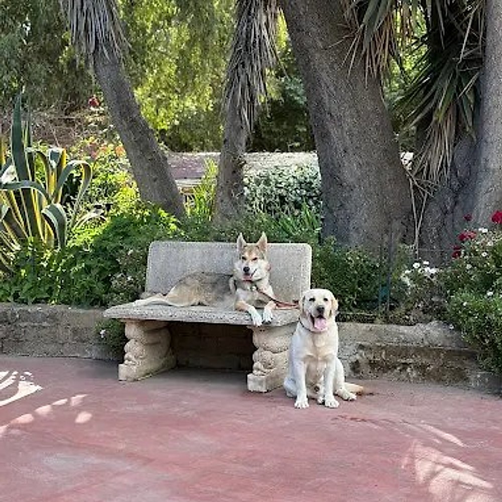 Un cane ospite