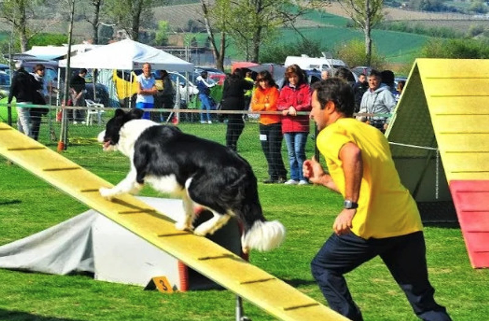 Cani che giocano nel verde della struttura