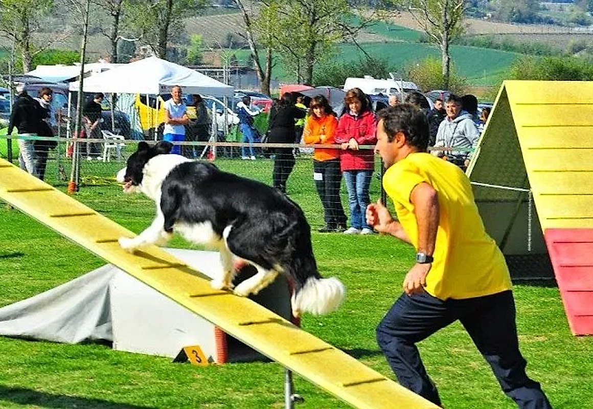 Prova di agility con un cane