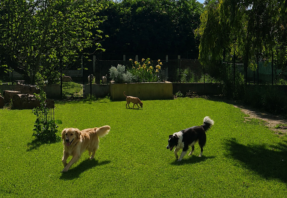 Cani che giocano nell'area verde