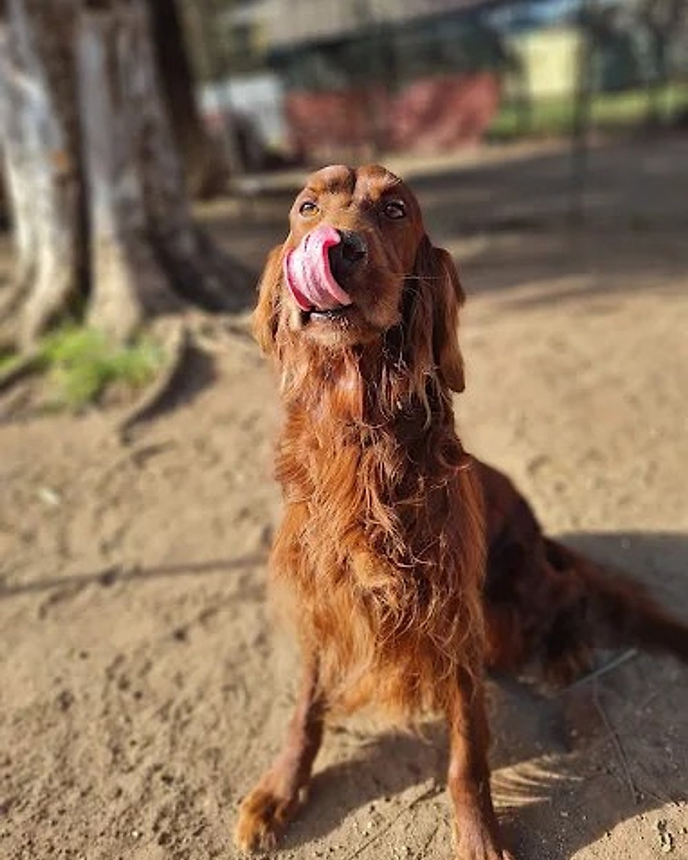Un cane della scuola nel verde della struttura